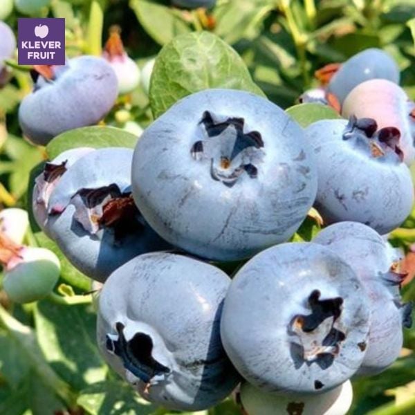 Trái Việt quất úc