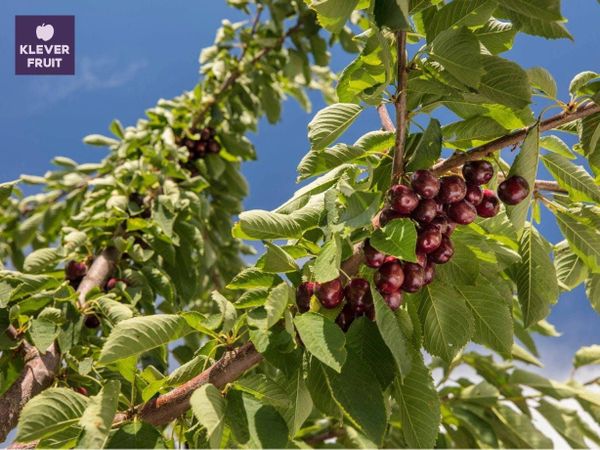 Thời tiết nắng nóng bất thường khiến những trái Cherry Canada chín nhanh hơn