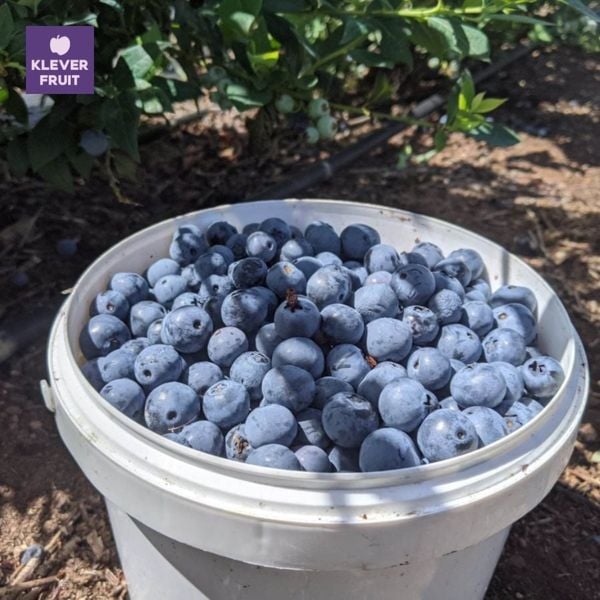 Trái việt quất tươi vừa thu hoạch