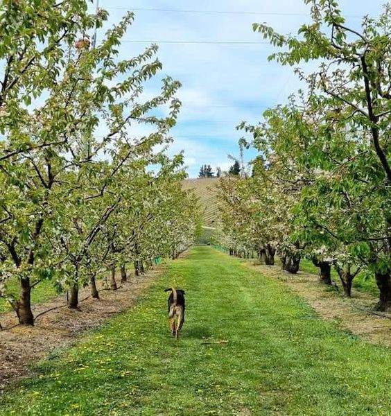 vườn cherry tại Central Otago