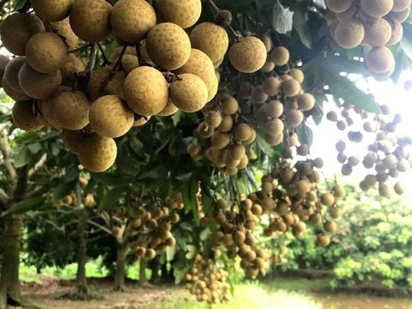 Top Trái Cây Việt Nam Ngon Nhất Thời Điểm Hiện Tại