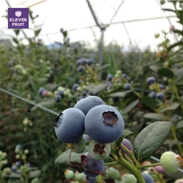 Vườn việt quất Úc