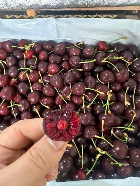 Cherry Đỏ Mỹ Chủng Chelan tại Klever Fruit
