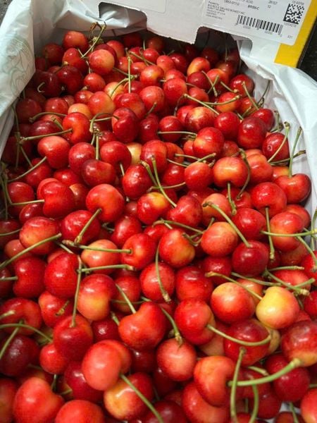 Quý hiếm không chỉ bởi mùa vụ ngắn, Cherry Vàng Mỹ Rainier còn có màu đỏ vàng đặc biệt