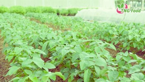 Cool Beans: Vietnam’s Edamame Gets a Smart Freeze