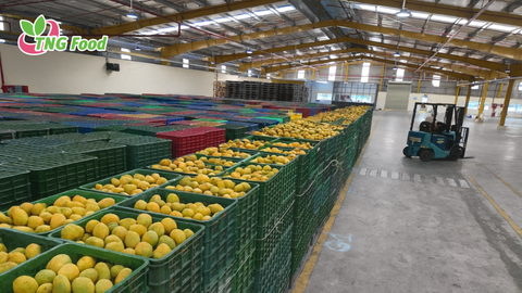 How Cold Storage Capability Shapes the Future of Vietnam’s Fruit & Vegetable Exports