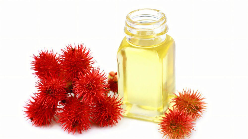 Cây thầu dầu chữa xương khớp: Công dụng, Cách dùng & Lưu ý