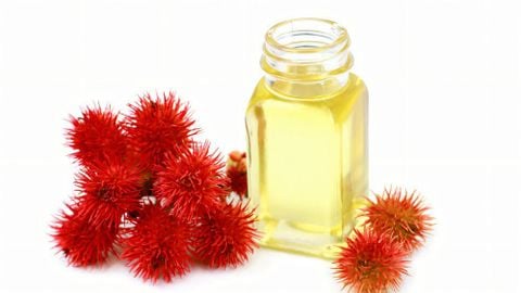 Cây thầu dầu chữa xương khớp: Công dụng, Cách dùng & Lưu ý