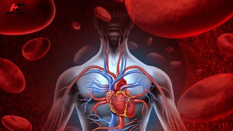 Giảm hàm lượng Homocysteine, bảo vệ hệ thống tim mạch