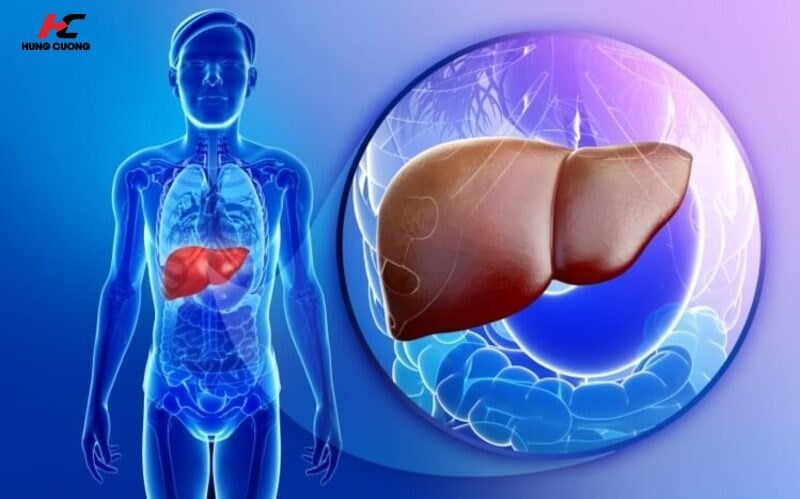 Hỗ trợ gan tiết mật để hấp thu trọn vẹn chất béo và dưỡng chất