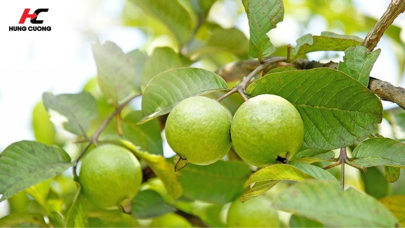 Tuy nhiên không nên ăn quá nhiều ổi xanh vì dễ gây đầy bụng hoặc khó tiêu