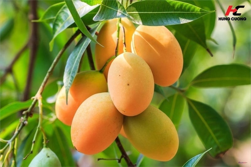 Xoài chín chứa Vitamin E, Vitamin A và Vitamin C khá dồi dào