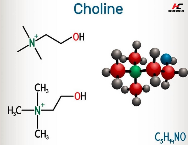 Cấu tạo của Choline