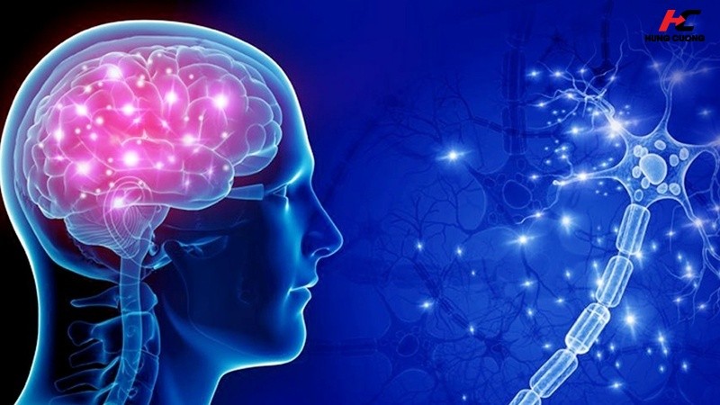Chất dẫn truyền thần kinh quyết định trí nhớ và khả năng nhận thức
