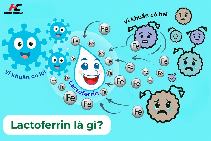 Bản chất vận hành của Lactoferrin trong hệ miễn dịch tự nhiên