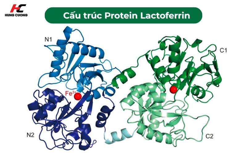 Khái niệm y khoa về Glycoprotein Lactoferrin
