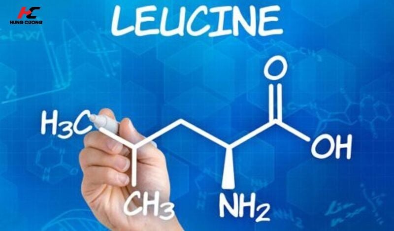 Cấu tạo hoạt chất Leucine