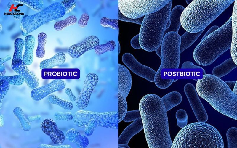 Định nghĩa về Probiotic và Postbiotic