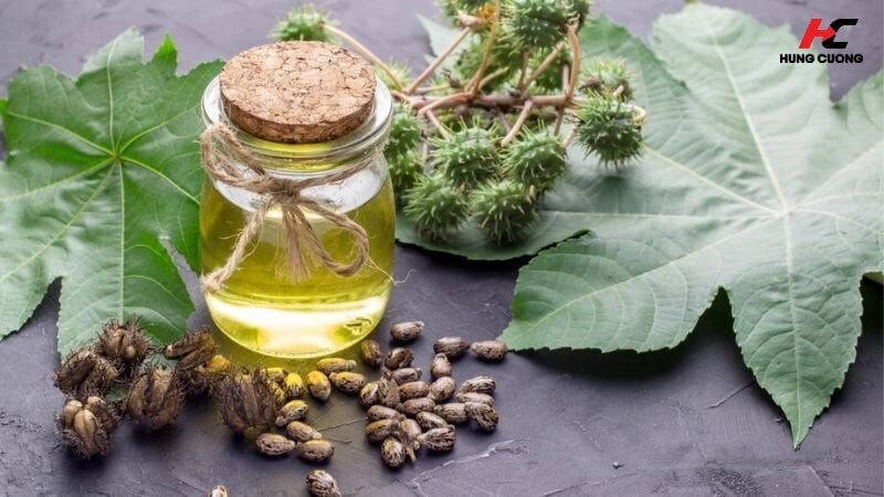 Các bài thuốc dân gian & cách dùng cây thầu dầu chữa xương khớp