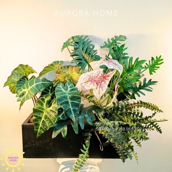 bon-cay-gia-trang-tri