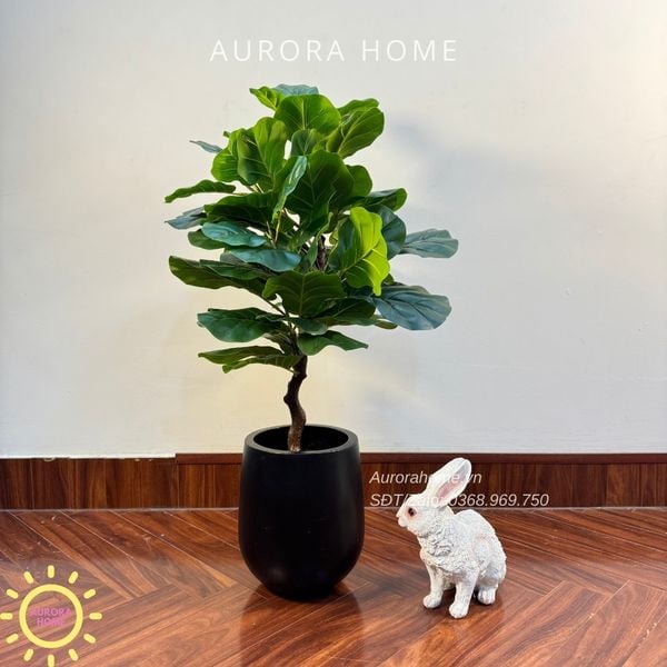 cay-bang-singapore-gia