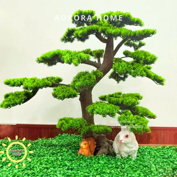 cay-tung-bonsai-gia