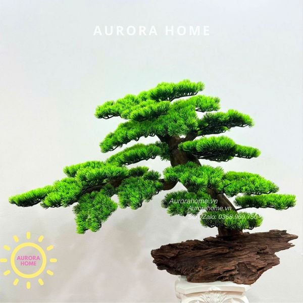 cay-tung-bonsai-gia