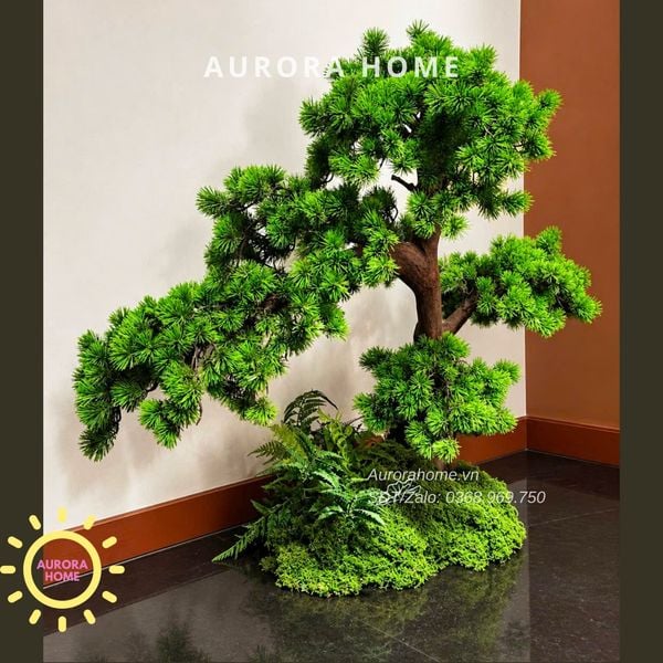 cay-tung-bonsai-gia