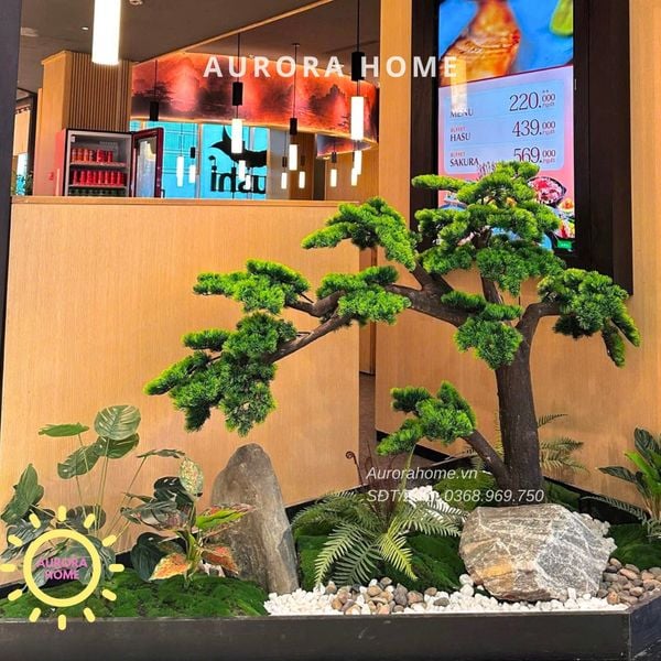 cay-tung-bonsai-cao-cap