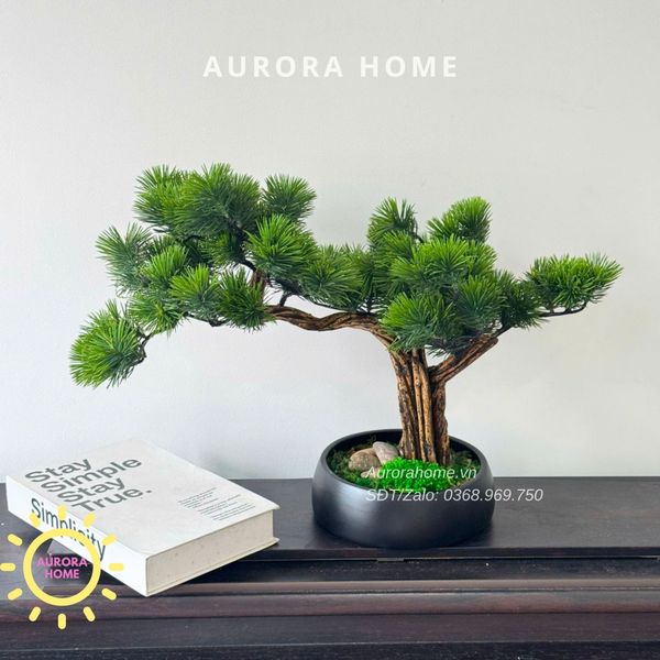 cay-tung-bonsai-de-ban-cao-cap