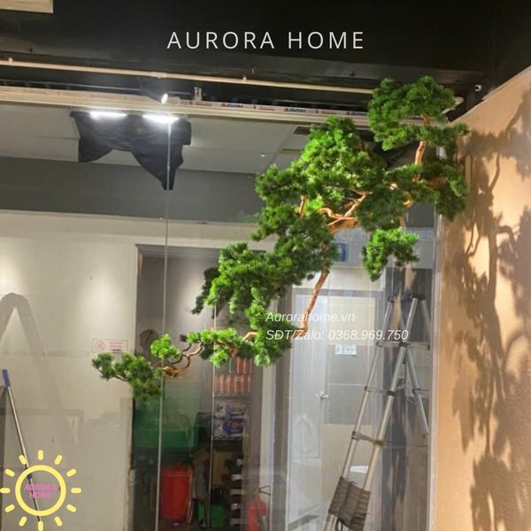 cay-tung-bonsai-tha-treo-cao-cap