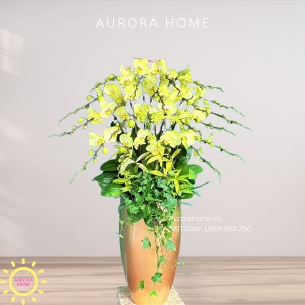 chau-hoa-lan-cao-cap