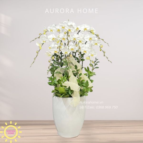 chau-hoa-lan-ho-diep-cao-cap