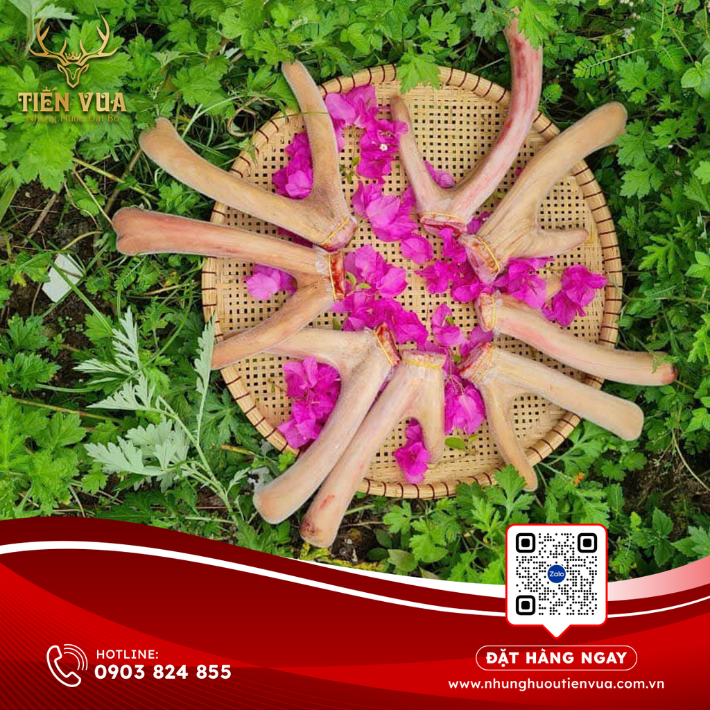 CÔNG DỤNG NHUNG HƯƠU DÀNH CHO PHỤ NỮ