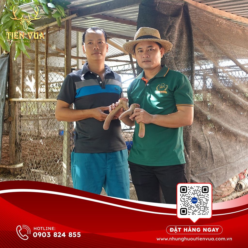 NHUNG HƯƠU VỊ THUỐC HỒI XUÂN