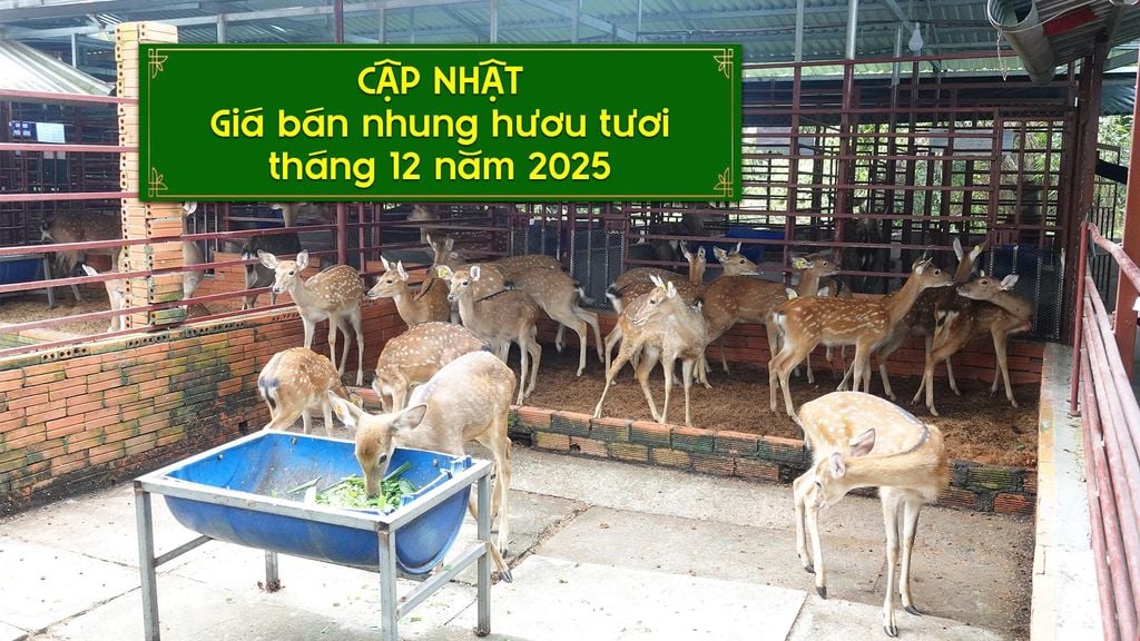 NHUNG HƯƠU TƯƠI HIỆN NAY CÓ GIÁ BAO NHIÊU TRONG THÁNG 12/2025❓