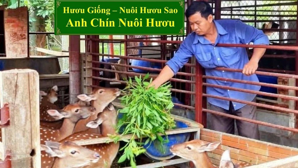 HƯƠU GIỐNG - NUÔI HƯƠU SAO ANH CHÍN NUÔI HƯƠU