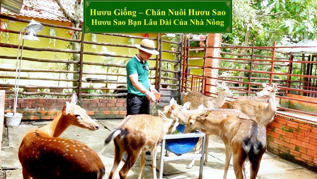 HƯƠU GIỐNG - CHĂN NUÔI HƯƠU SAO BẠN LÂU DÀI CỦA NHÀ NÔNG