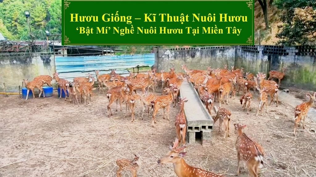 HƯƠU GIỐNG - KĨ THUẬT NUÔI HƯƠU 