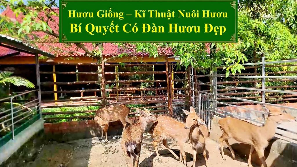 HƯƠU GIỐNG - KĨ THUẬT NUÔI HƯƠU SAO BÍ QUYẾT CÓ ĐÀN HƯƠU ĐẸP