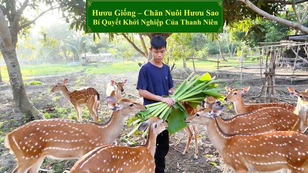 HƯƠU GIỐNG - CHĂN NUÔI HƯƠU SAO BÍ QUYẾT KHỞI NGHIỆP CỦA THANH NIÊN