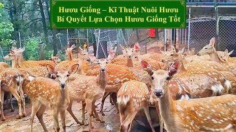HƯƠU GIỐNG - KĨ THUẬT NUÔI HƯƠU BÍ QUYẾT LỰA CHỌN HƯƠU GIỐNG TỐT