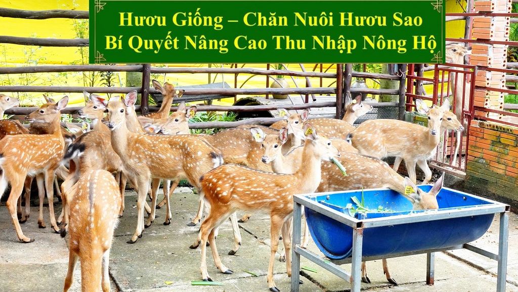 HƯƠU GIỐNG - CHĂN NUÔI HƯƠU SAO BÍ QUYẾT NÂNG CAO THU NHẬP NÔNG HỘ