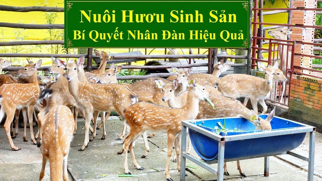 NUÔI HƯƠU SINH SẢN - BÍ QUYẾT NHÂN ĐÀN HIỆU QUẢ