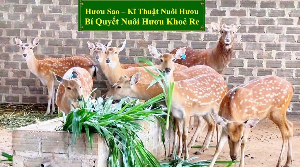 HƯƠU GIỐNG - KĨ THUẬT NUÔI HƯƠU BÍ QUYẾT NUÔI HƯƠU KHOẺ RE