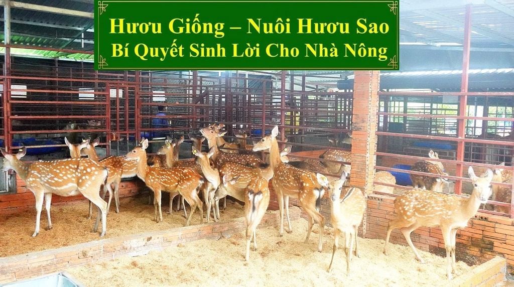 HƯƠU GIỐNG - NUÔI HƯƠU SAO BÍ QUYẾT SINH LỜI CHO NHÀ NÔNG