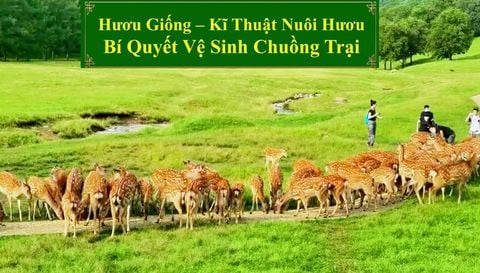 HƯƠU GIỐNG - KĨ THUẬT NUÔI HƯƠU BÍ QUYẾT VỆ SINH CHUỒNG TRẠI