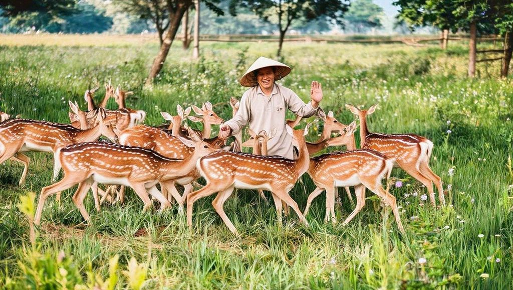 HƯƠU GIỐNG - KĨ THUẬT NUÔI HƯƠU CÁCH CHỌN HƯƠU GIỐNG HIỆU QUẢ
