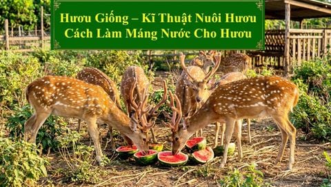 HƯƠU GIỐNG - KĨ THUẬT NUÔI HƯƠU CÁCH LÀM MÁNG NƯỚC CHO HƯƠU
