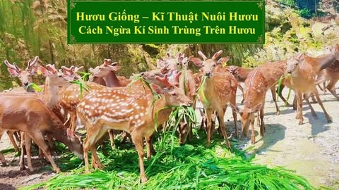 HƯƠU GIỐNG - KĨ THUẬT NUÔI HƯƠU CÁCH NGỪA KÍ SINH TRÙNG TRÊN HƯƠU
